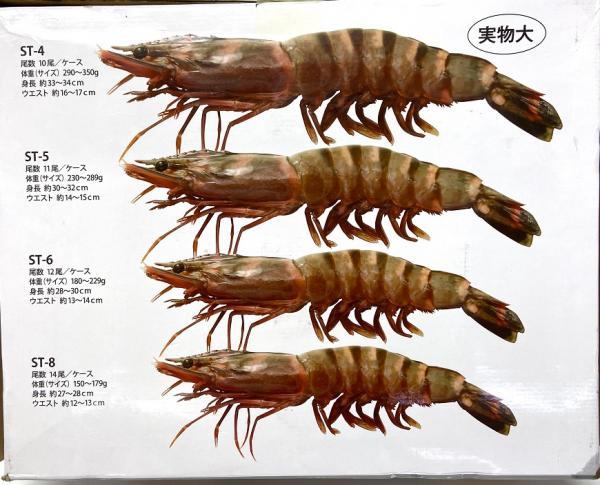 天然有頭シータイガー ST6(約180-230ｇ)｜取扱商品｜さいたまの鶏肉専門卸売り問屋｜とりつう株式会社